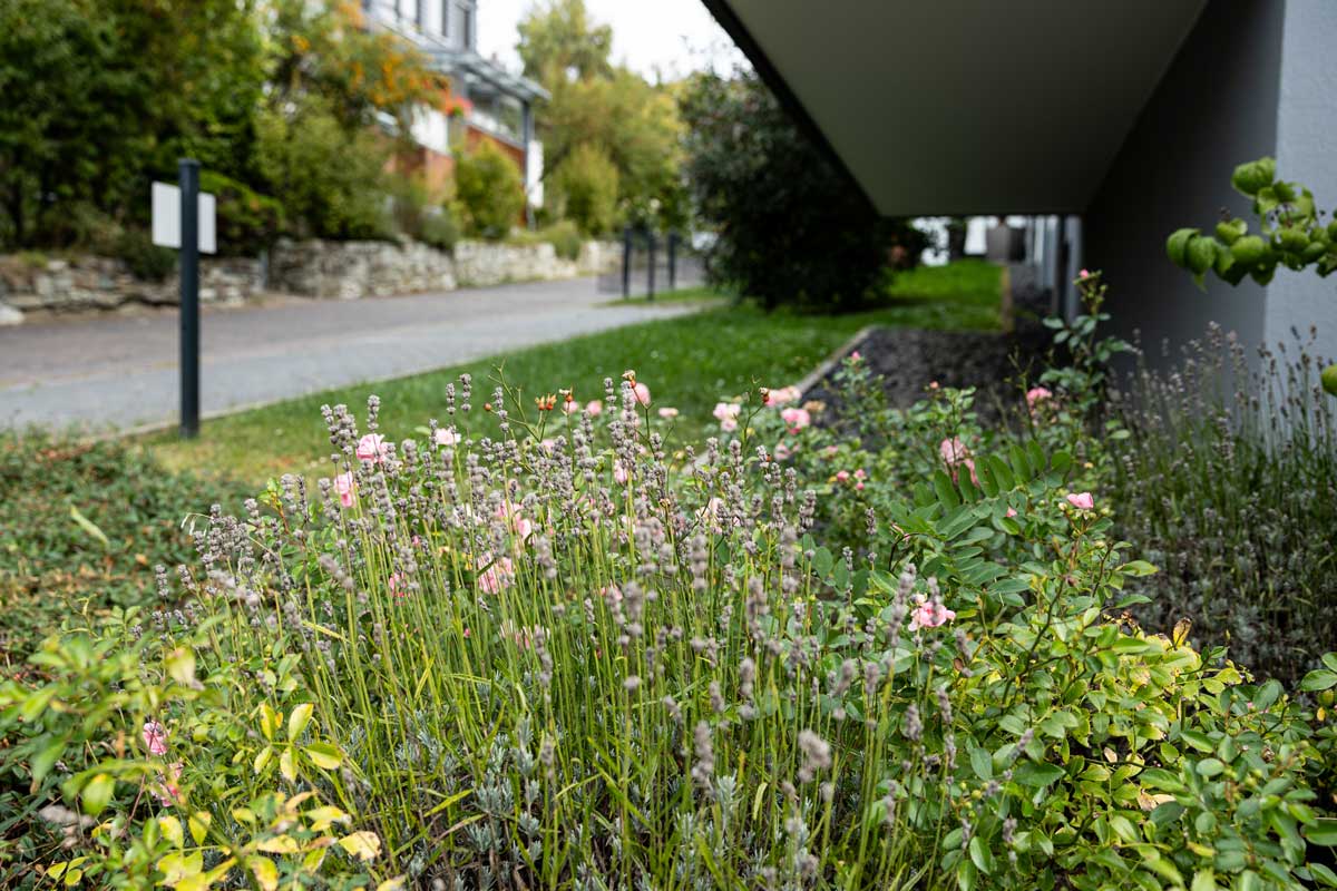 Klingels Gartenbau Blumenbeet